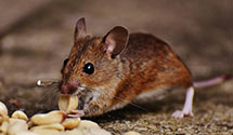 24 Hour & Emergency Exterminators in Burnsville, WV